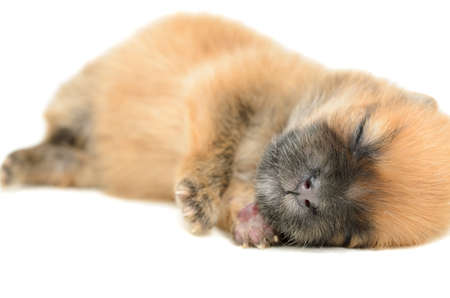 young puppy sleep on white backgroundの写真素材