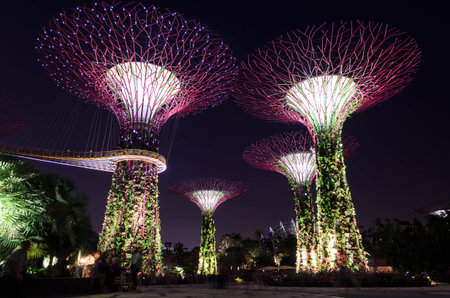 SINGAPORE - JANUARY 31: Lighting show on super tree groove at Garden by the Bay January .31, 2014 in Singapore. Spanning 101 hectares of reclaimed land in central Singapore, adjacent to Marina Reservoir.のeditorial素材