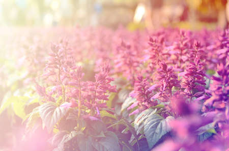 beautifull blur lavendor flower backgroundの写真素材
