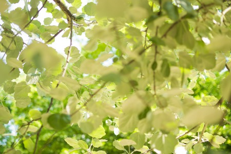 Green leaves of trees. Environmentally friendly background.の写真素材