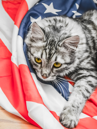 The grey striped cat is resting patriotically on the star-striped American flag. A Celebration Of Americaの写真素材