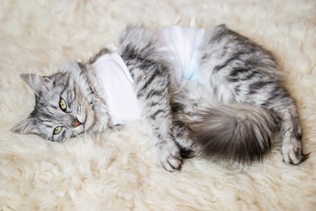 Cat with bandages recovering from surgery for sterilizationの写真素材