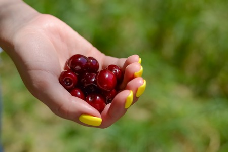 lots of red cherries holding a female hand with yellow nails. in the background is a blurred green backgroundの写真素材