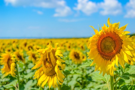 village field of sunflowers on the horizon blue sky.の写真素材