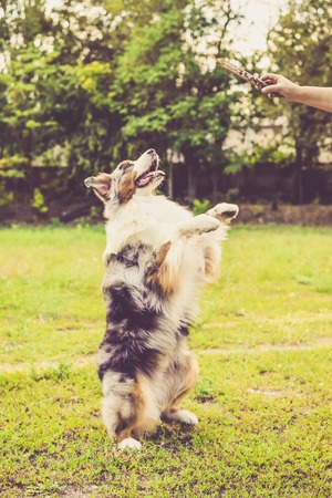 Australian shepherd boy plays in nature and performs commandsの写真素材
