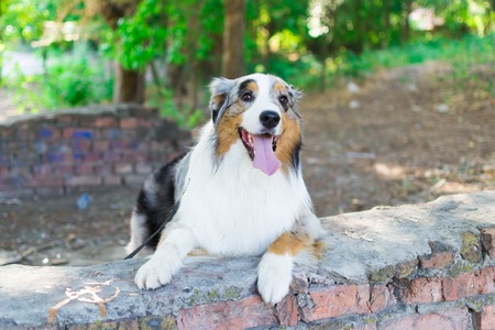 the Australian shepherd has a rest in nature. posing at the camera.の写真素材