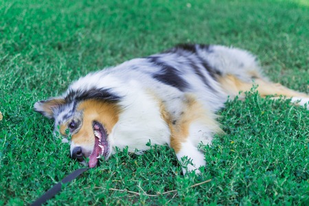 the Australian shepherd has a rest in nature. posing at the camera.の写真素材