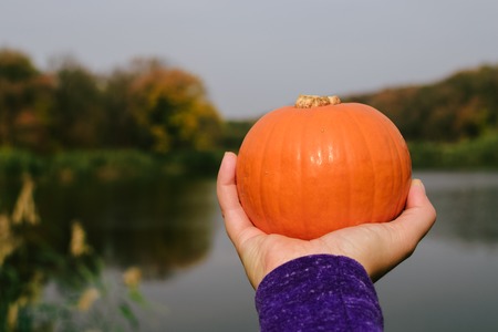 hand holding an orange pumpkin on the Bank of the river, the background of the reeds. Halloween.の写真素材