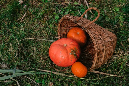orange pumpkins in a wicker wooden basket on the river Bank. Halloween.の写真素材