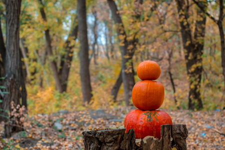 three orange pumpkins lie in the autumn forest on a wooden snag stump.の写真素材