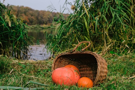 orange pumpkins in a wicker wooden basket on the river Bank. Halloween.の写真素材