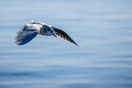 Seagull in flight over the sea. tourist cardの写真素材