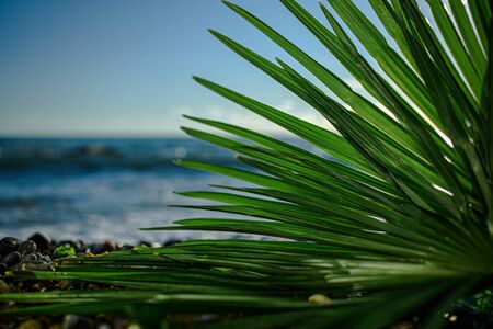 green palm leaf close up on background of the sea in the afternoonの写真素材