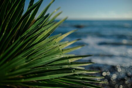 green palm leaf close up on background of the sea in the afternoon.の写真素材