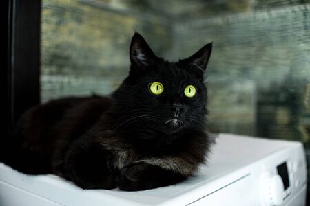 black cat green eyes lying bathroom washing machine. stay homeの写真素材