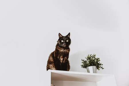 an adult black cat sits on top of a white closet. green artificial flower in a bucketの写真素材