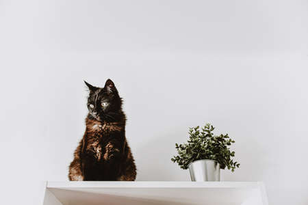 an adult black cat sits on top of a white closet. green artificial flower in a bucket
