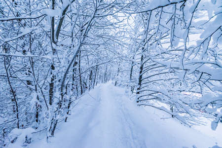 Winter snow trail Lots of snow Trees in the snowの写真素材