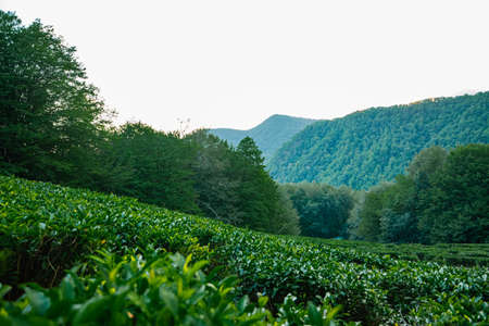 Tea Leaves Plantation The northernmost tea in the world grows in the mountains of Sochi Russia Green backgroundの写真素材
