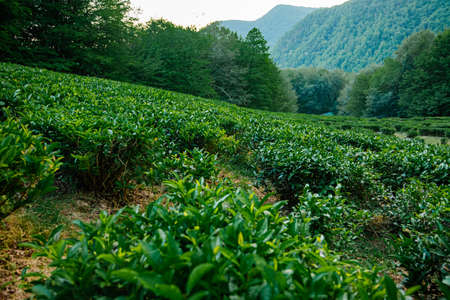 Tea Leaves Plantation The northernmost tea in the world grows in the mountains of Sochi Russia Green...