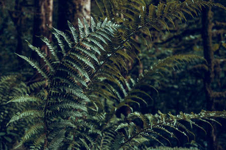 Fern Dense Forest Jungle Thicket Russia Dark Green Backgroundの写真素材