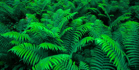 forest thickets of ferns. botany banner. texture backgroundの写真素材