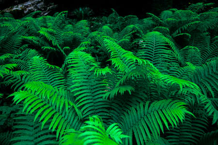 forest thickets of ferns. botany banner. texture backgroundの写真素材