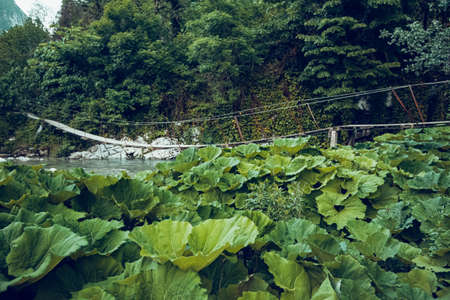 Green burdock leaves Close-up. Natural background with dark green foliage.