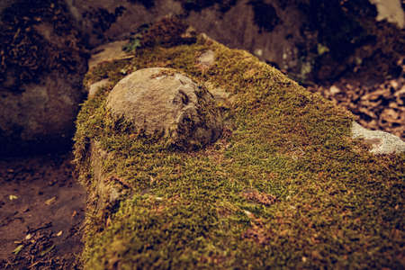 dolmens in the forest. cloudy dark mystical jungle with ancient ruins of a part of the rockの写真素材