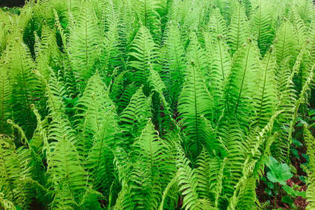 young fern leaf close-up. nature background. green fern leaves in tropical forest natural backgroundの写真素材