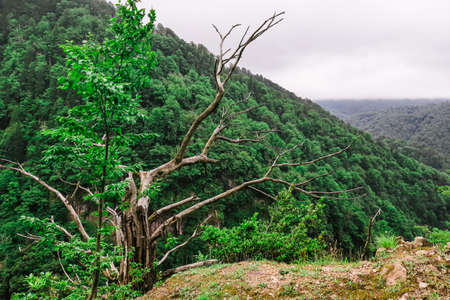 old dry tree against the background of the reviving spring nature. conceptの写真素材