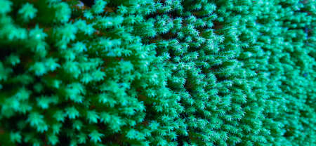 moss close up backdrop texture blurred backgroundの写真素材