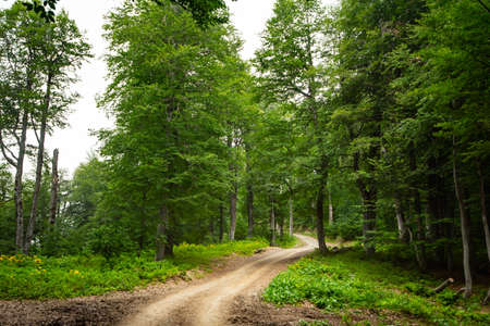 spring in the mountains. paths in the woods.
