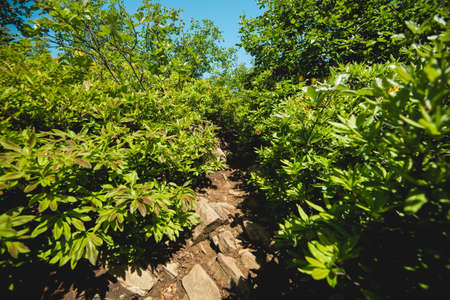 Bright green plants in mountains. Selective shallow focus on the foreground