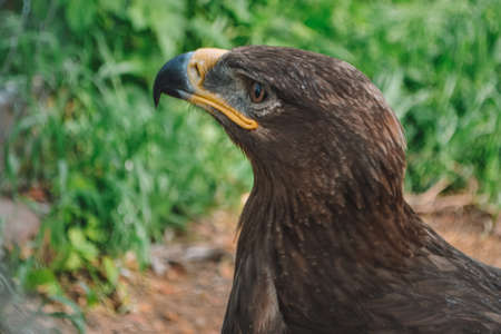 eagle large park in the zoo.の写真素材