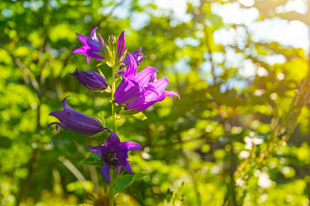 Campanula alpina. Beautiful purple flowers are high in the mountains. sochi national park.の写真素材