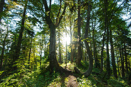 spring forest Scenic of fresh green deciduous trees framed by leaves, with the sun casting rays through the foliage.の写真素材