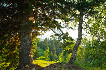 spring forest Scenic of fresh green deciduous trees framed by leaves, with the sun casting rays through the foliage.の写真素材