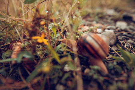 snail in a natural environment after rain.の写真素材