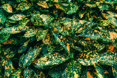 Green leaves with yellow spots. Bush. Aucuba japonica or Japanese laurel or Spotted laurelの写真素材