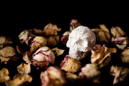 A white skull with an engraving surrounded by dried roses on a black background. the concept of mysticism, witch, witchcraft, prediction. holiday day of the dead mexico. all saints' dayの写真素材