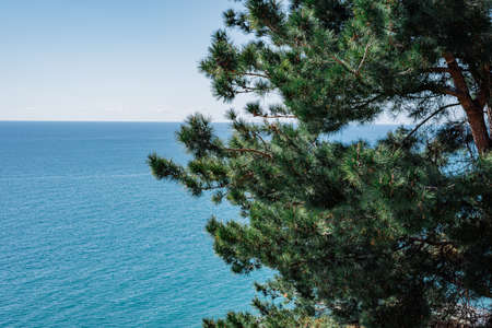 Beautiful nature background with branch of pinus pinaster above the blue sea surface closeupの写真素材