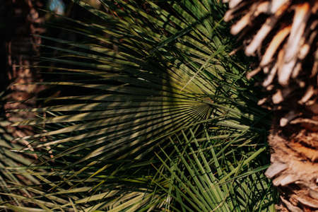 palm leaves tropical texture background closeup nature view of green leaf and palms background. Flat lay, nature conceptの写真素材