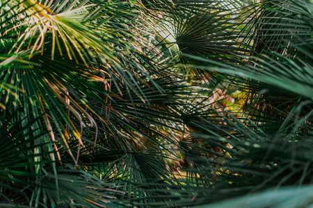 palm leaves tropical texture background closeup nature view of green leaf and palms background. Flat...