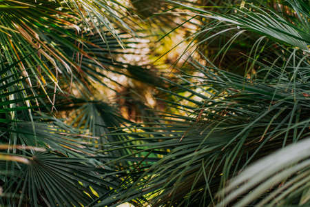 palm leaves tropical texture background closeup nature view of green leaf and palms background. Flat lay, nature conceptの写真素材