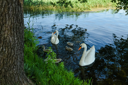 White swans are swimming on the lake. Environmental portrait of the adult Whooper swan with 5 cygnets swimming in the lakeのeditorial素材