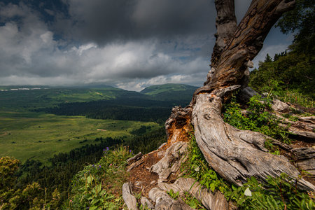 old dry tree on a high mountain cloudy weather green spring forestの写真素材