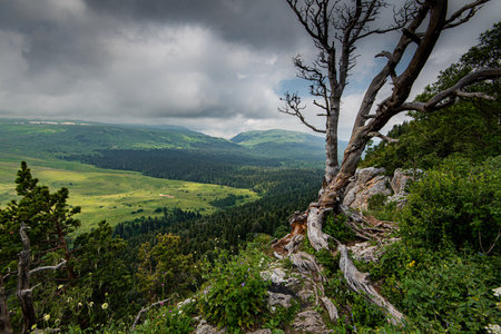 old dry tree on a high mountain cloudy weather green spring forestの写真素材