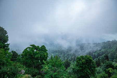 pine tree forest on mountain with mistの写真素材