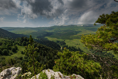 Forrest of green pine trees on mountainsideの写真素材